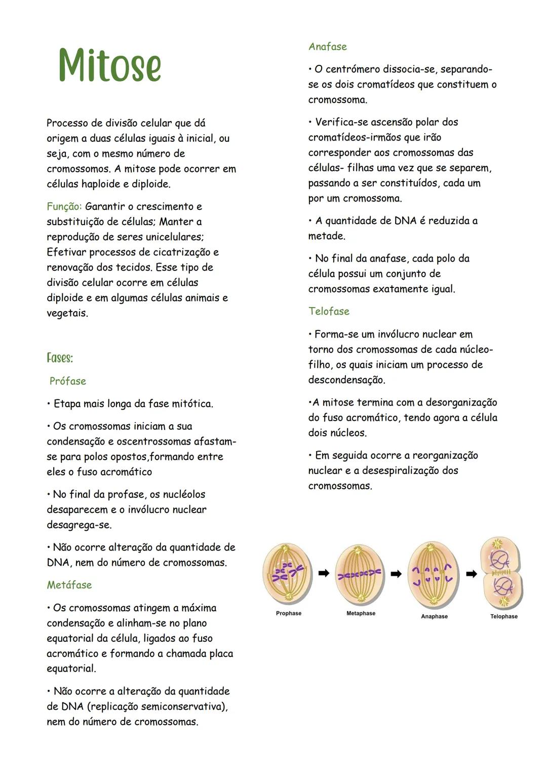 # Mitose

Processo de divisão celular que dá origem a duas células iguais à inicial, ou seja, com o mesmo número de cromossomos. A mitose po