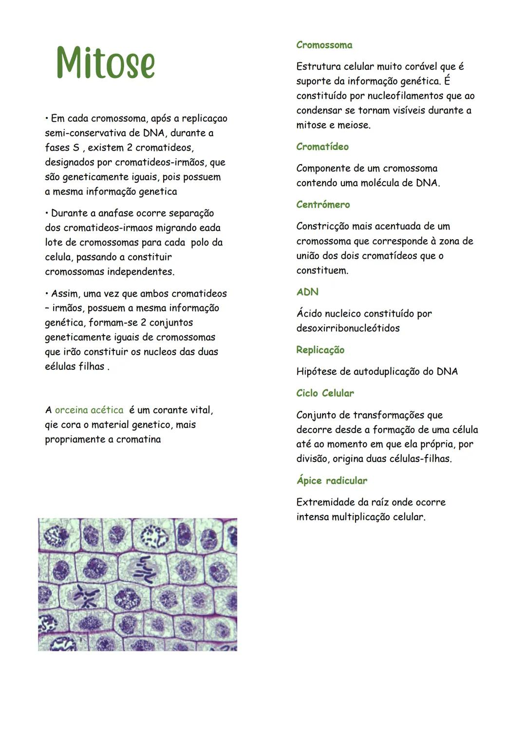 # Mitose

Processo de divisão celular que dá origem a duas células iguais à inicial, ou seja, com o mesmo número de cromossomos. A mitose po