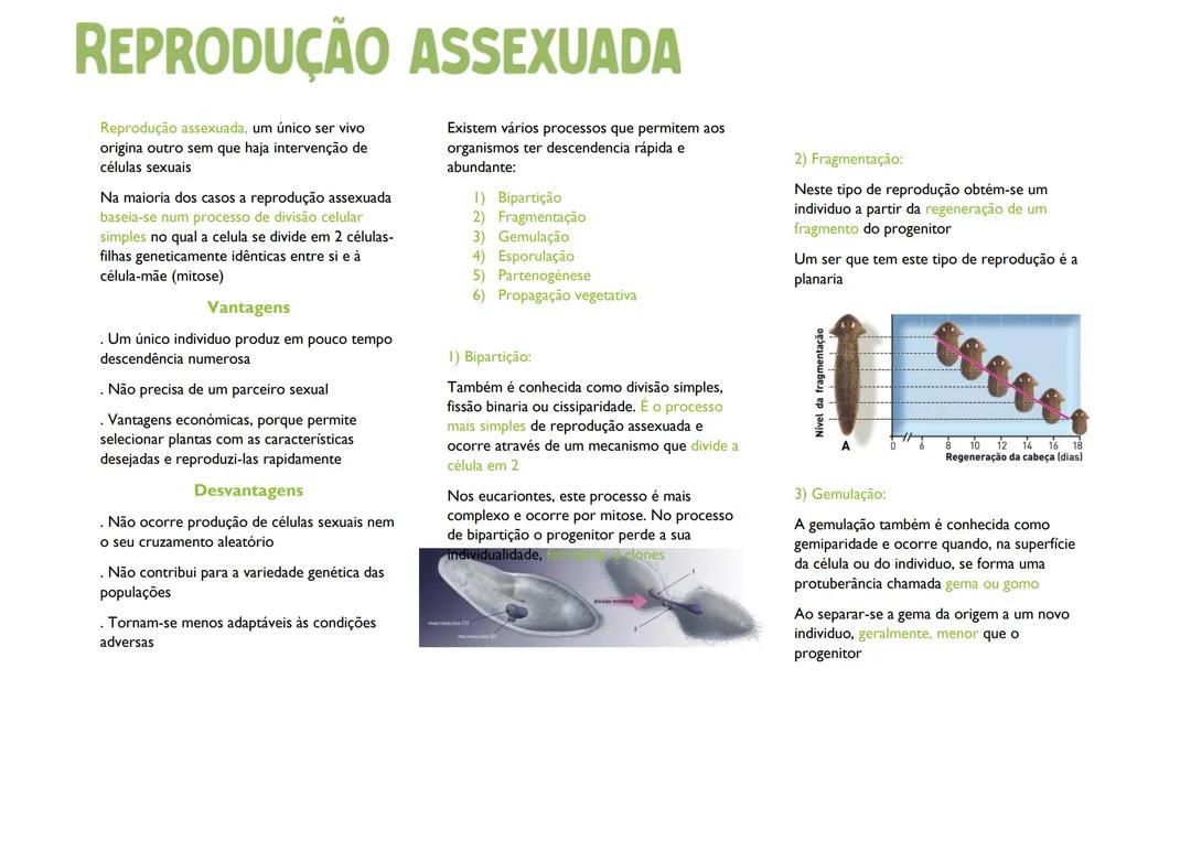 Reprodução Assexuada na Biologia do 11º Ano