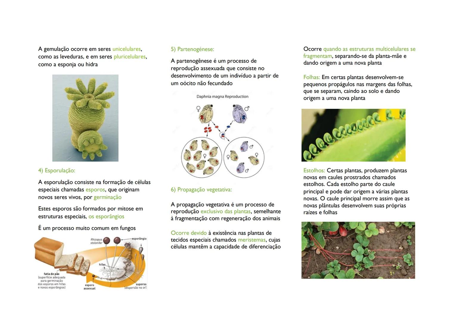 # REPRODUÇÃO ASSEXUADA

Reprodução assexuada, um único ser vivo
origina outro sem que haja intervenção de
células sexuais

Na maioria dos ca