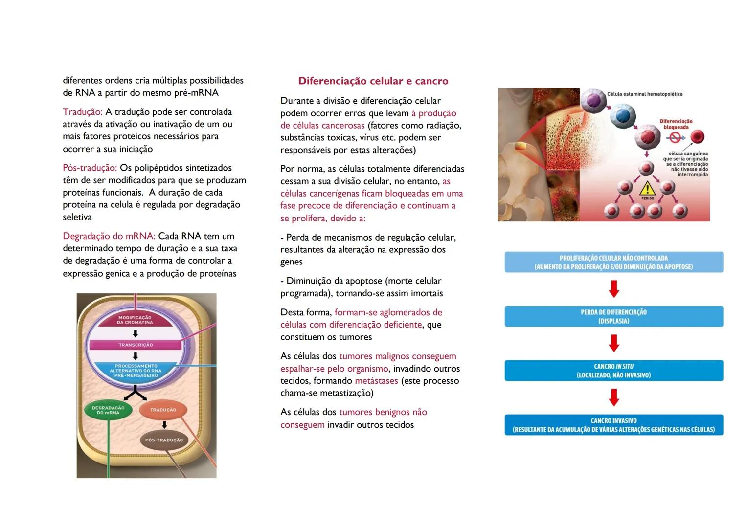 # Difrenciação celular

# Crescimento e diferenciação celular

No caso dos seres vivos unicelulares a divisão
celular corresponde à reproduç