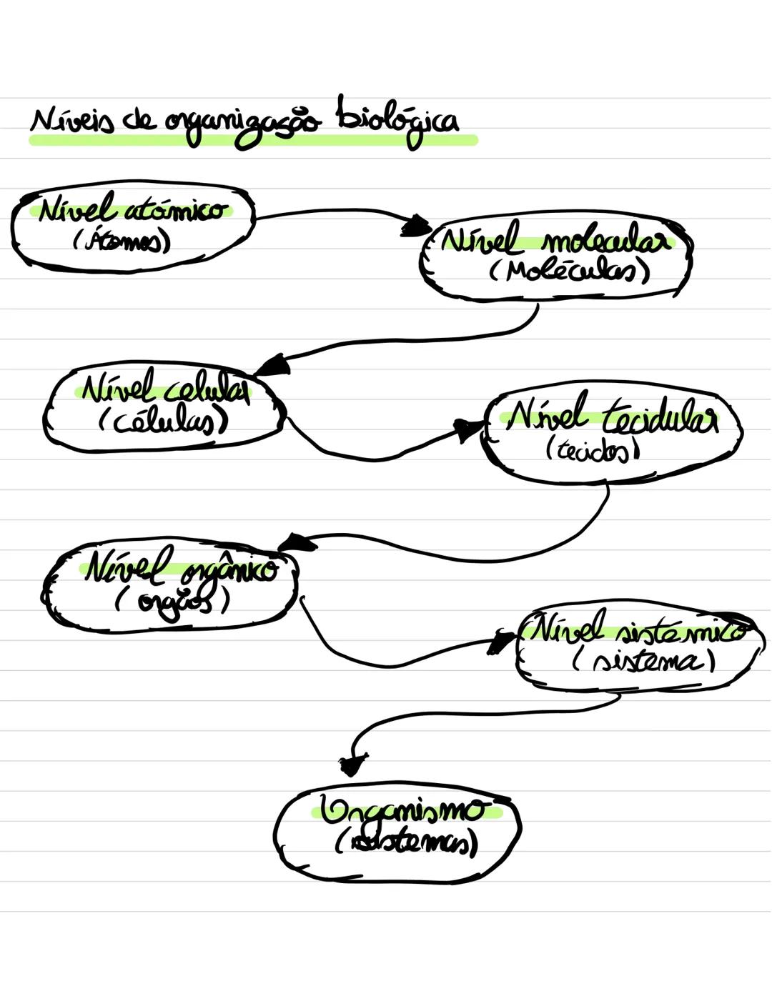 Organização e composição
docorpo humano
O organismo humano enquanto sistema
Sistema aberto
Sistema fechado
Há troca de energia
e troca de ma
