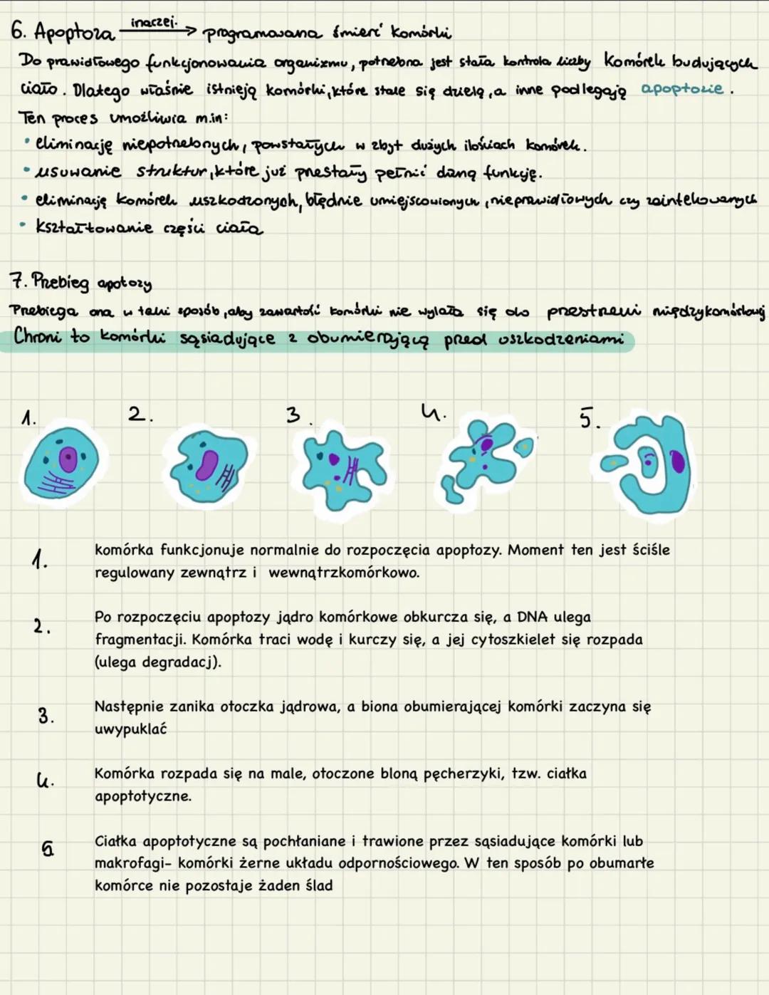 # cyku komórkowy mitoza

1. Cylel komórkowy trwa od momentu powstania Komórki od momentu jej podziału na II komórki
potomne. Można w nim wyr