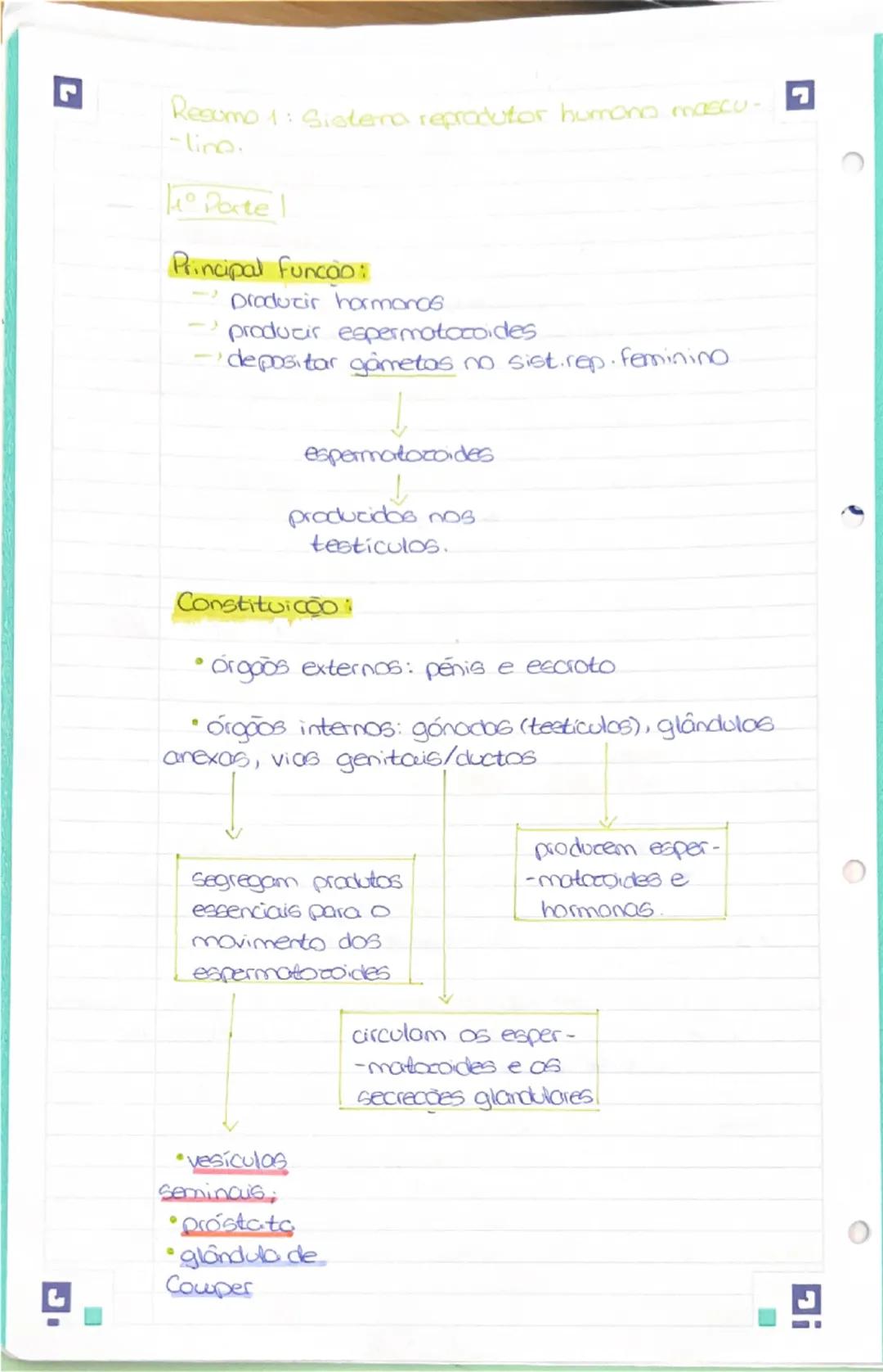 --- OCR Start ---
Resumo 1: Sistera reprodutor humano mascu-
-line.
Porte
Principal funcão:
Draduzir hormonos
produzir espermatozoides
-depo