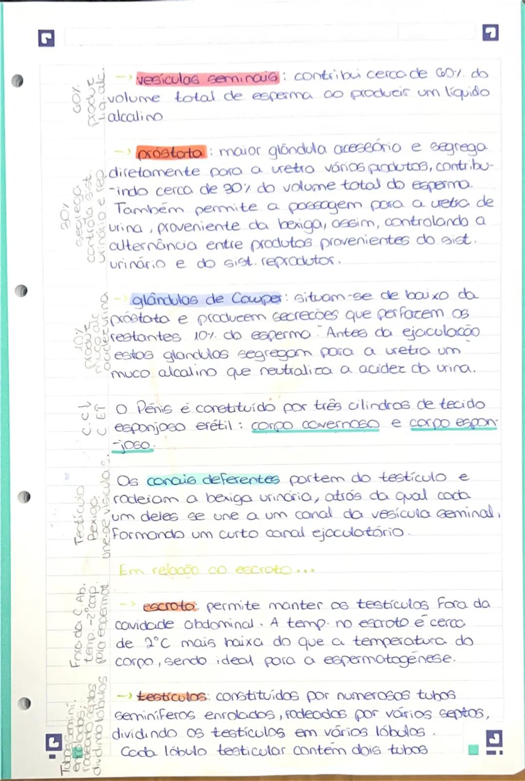 --- OCR Start ---
Resumo 1: Sistera reprodutor humano mascu-
-line.
Porte
Principal funcão:
Draduzir hormonos
produzir espermatozoides
-depo