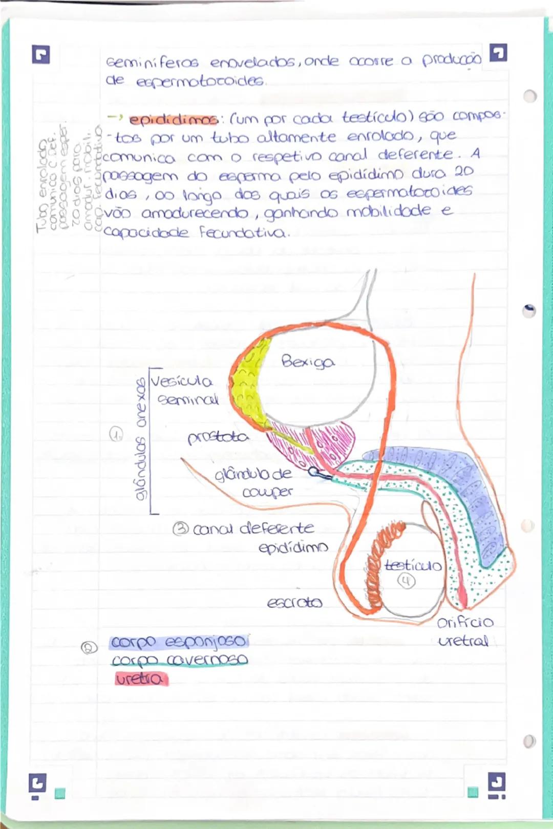 --- OCR Start ---
Resumo 1: Sistera reprodutor humano mascu-
-line.
Porte
Principal funcão:
Draduzir hormonos
produzir espermatozoides
-depo