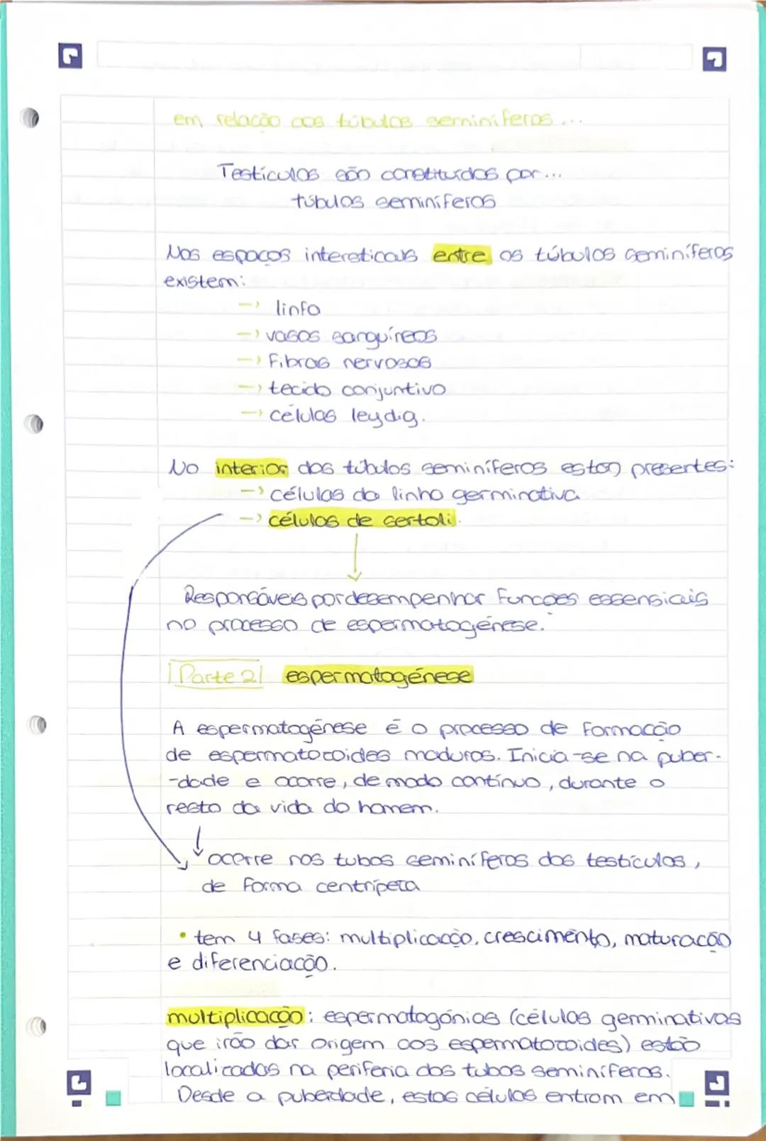 --- OCR Start ---
Resumo 1: Sistera reprodutor humano mascu-
-line.
Porte
Principal funcão:
Draduzir hormonos
produzir espermatozoides
-depo