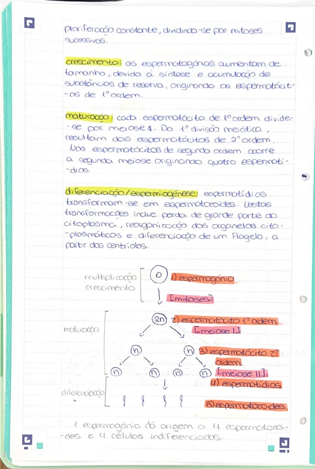 --- OCR Start ---
Resumo 1: Sistera reprodutor humano mascu-
-line.
Porte
Principal funcão:
Draduzir hormonos
produzir espermatozoides
-depo