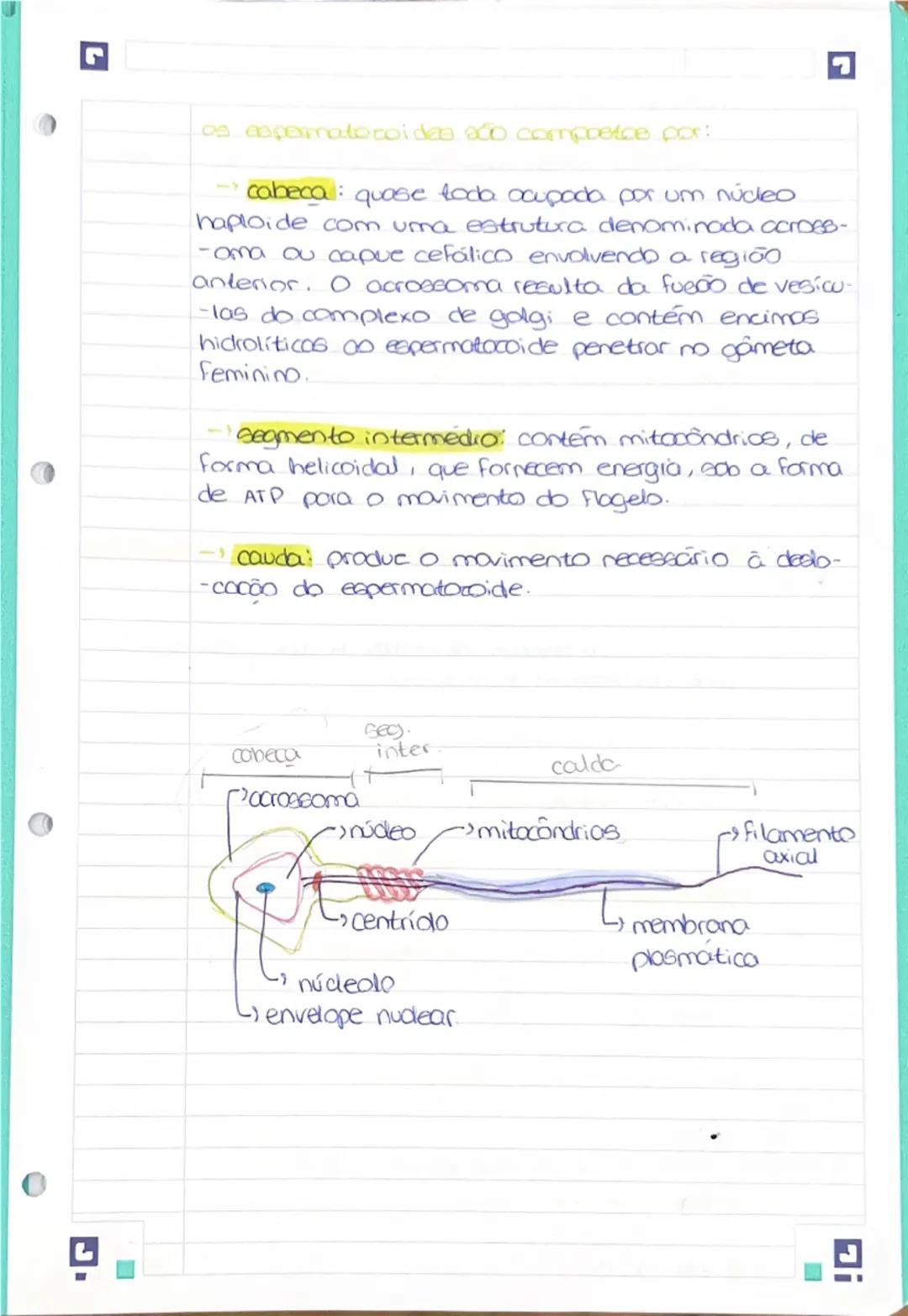 --- OCR Start ---
Resumo 1: Sistera reprodutor humano mascu-
-line.
Porte
Principal funcão:
Draduzir hormonos
produzir espermatozoides
-depo