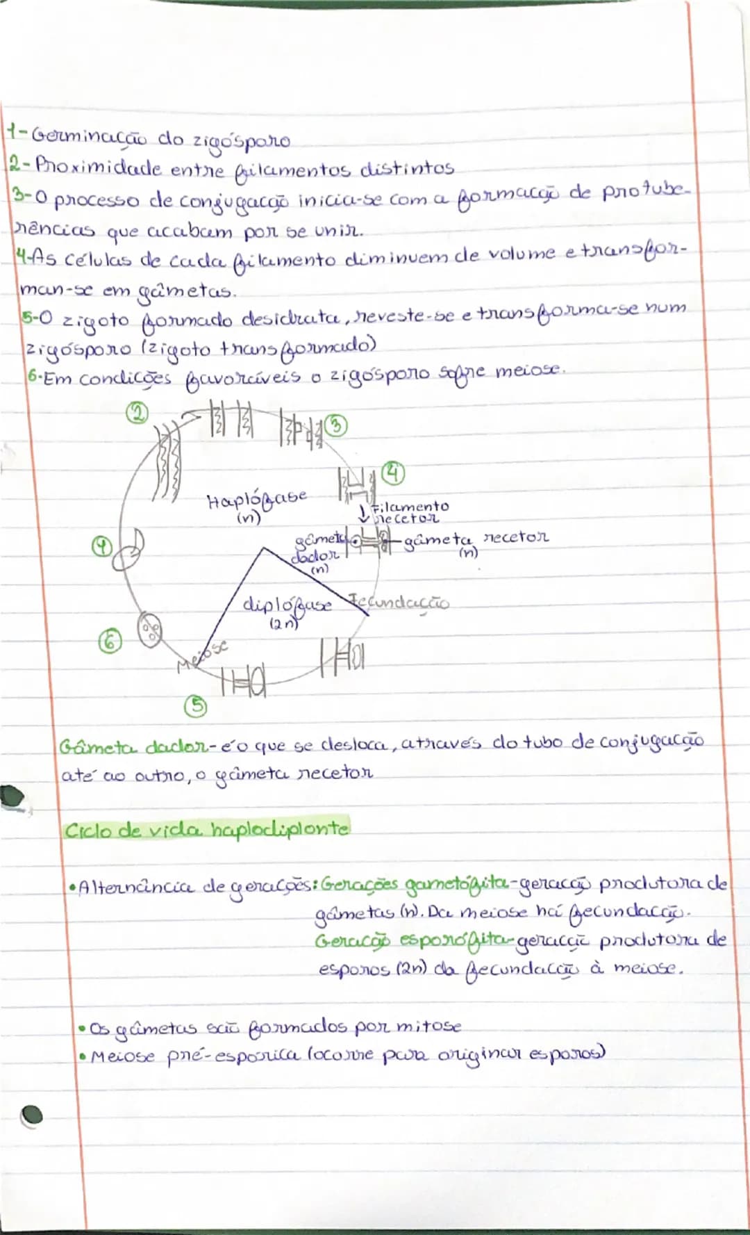--- OCR Start ---
Ciclos de Vida
• Ciclo de vida diplonte
• Ciclo de vida haplonte
Ciclo de vida haplodiplonte
Características comuns:
-Fecu
