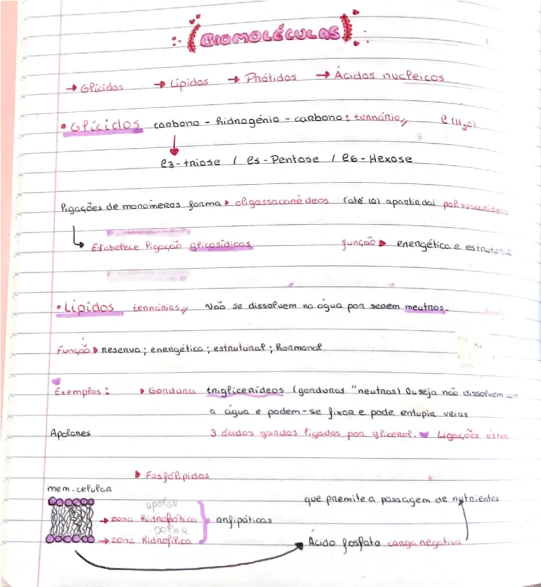 # BIOMOLÉCULAS

- Glicídeos  → Lipidos → Prótidos → Ácidos nucléicos

• Glicídeos carbono - hidrogênio - carbono e oxigênio  ($C_xH_yO_z$)

