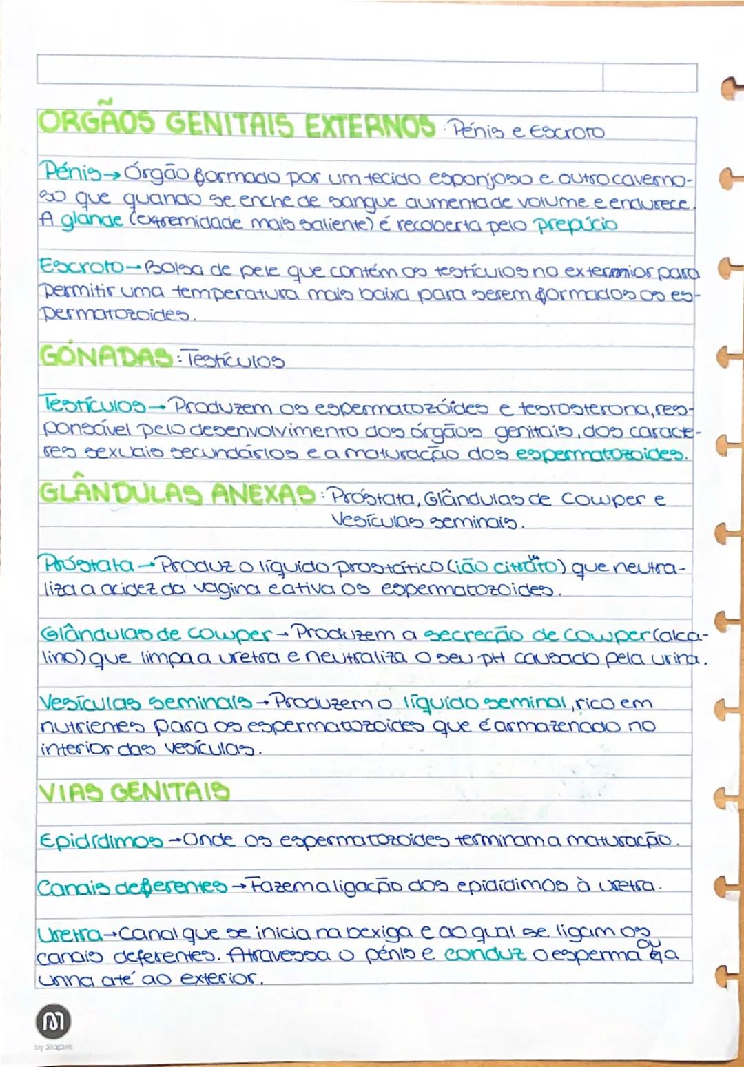 # Sistema Reprodutor Masc.

Testículos → Glândulas endócrinas (porque produzem hormônios – testosterona) e gônadas (porque produzem gametas 