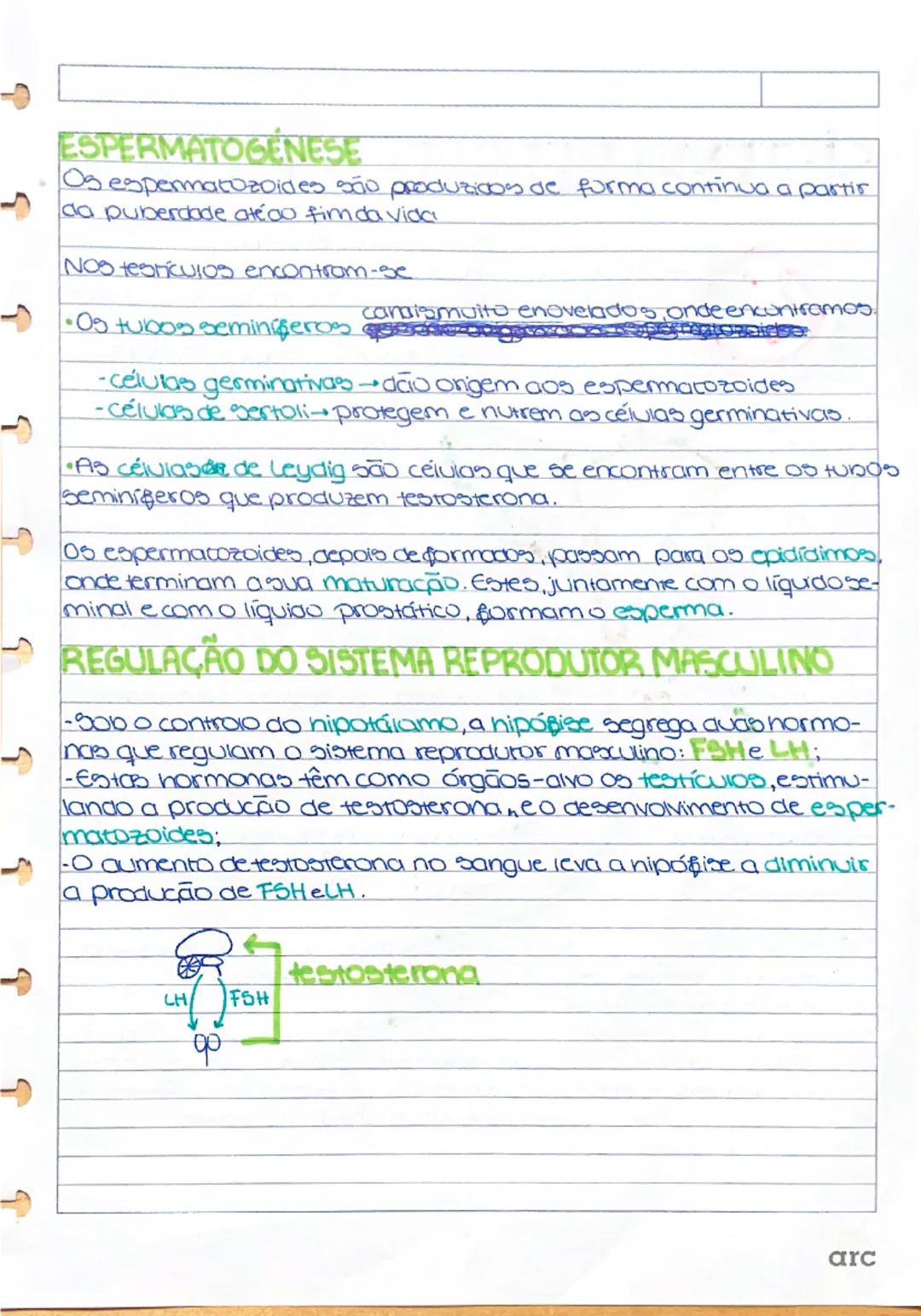 # Sistema Reprodutor Masc.

Testículos → Glândulas endócrinas (porque produzem hormônios – testosterona) e gônadas (porque produzem gametas 