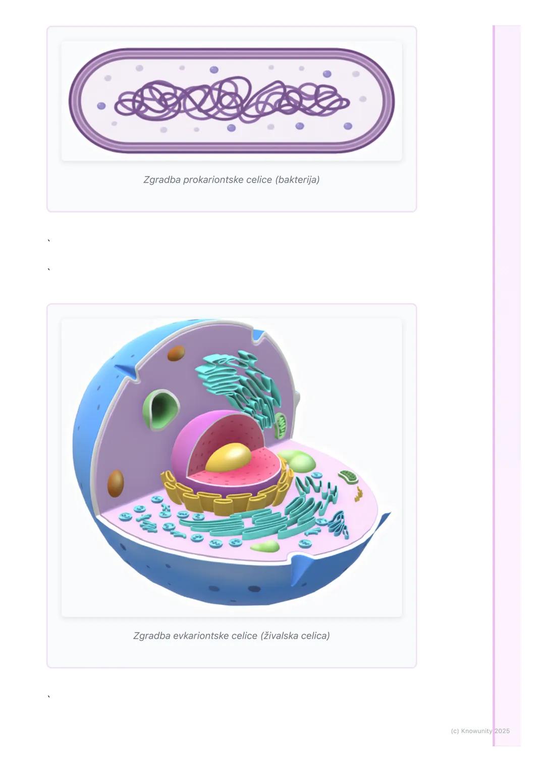 # Prokariontske in evkariontske
celice

Osnovna delitev celic

Vse celice, osnovne enote življenja, lahko razdelimo v dve veliki skupini gle