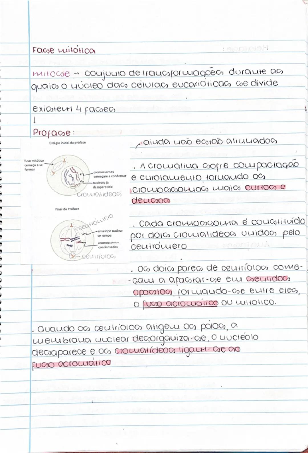 Ciclo celular 11° Quo a loja

Divisão celular é um processo essencial para a
formação de uovacs cervias, ou para origivar vi uovo
оrgачітино