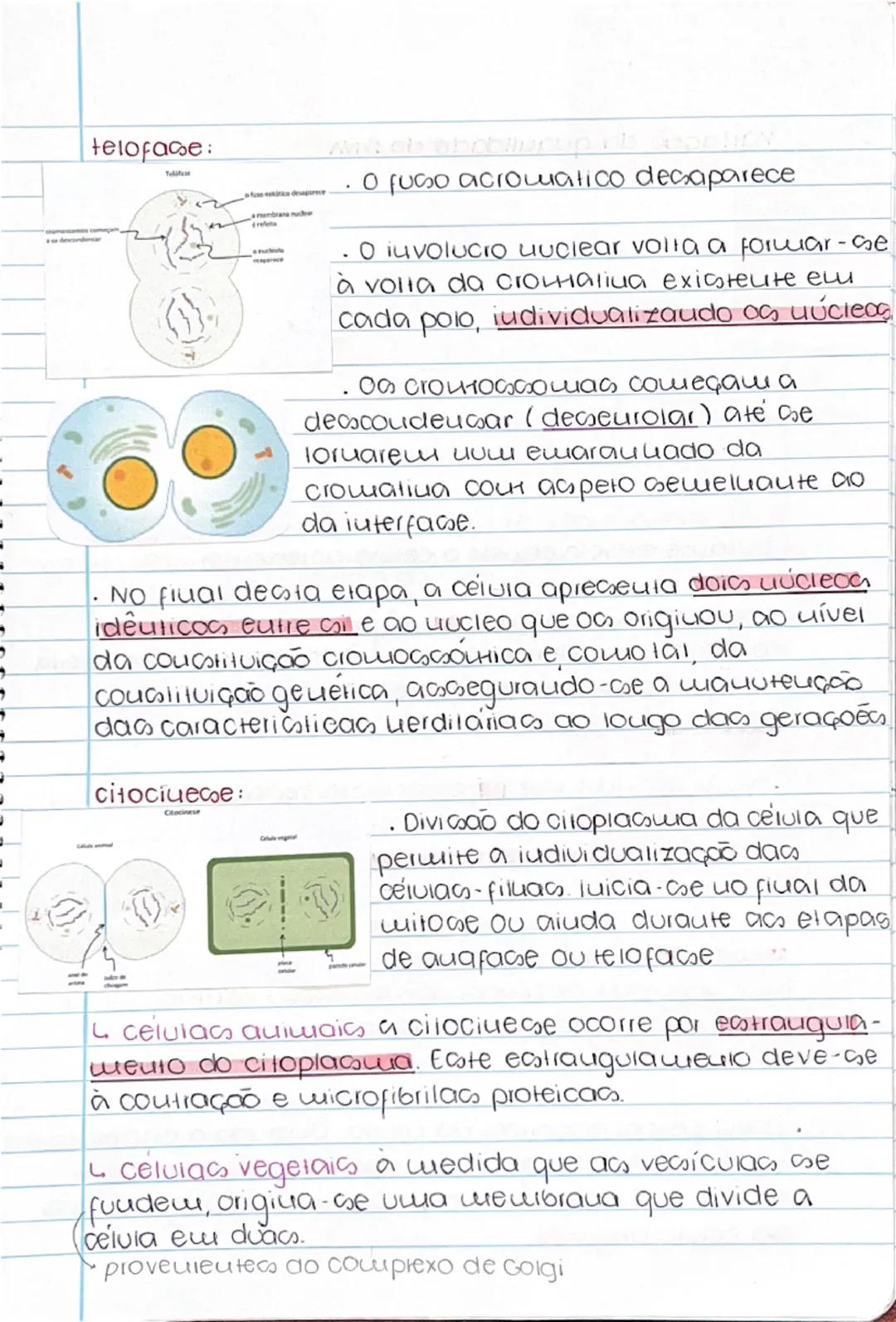 Ciclo celular 11° Quo a loja

Divisão celular é um processo essencial para a
formação de uovacs cervias, ou para origivar vi uovo
оrgачітино