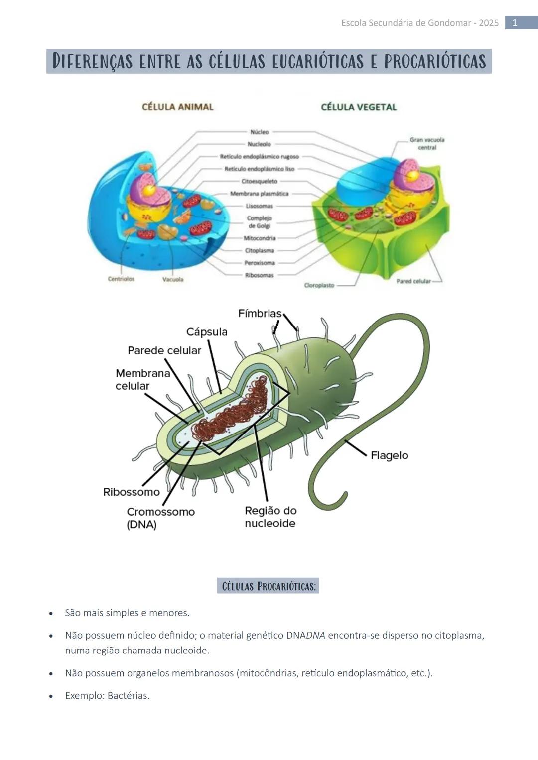 Escola Secundária de Gondomar - 2025 1

# DIFERENÇAS ENTRE AS CÉLULAS EUCARIÓTICAS E PROCARIÓTICAS

## CÉLULA ANIMAL

Centriolas

Vacuola

N