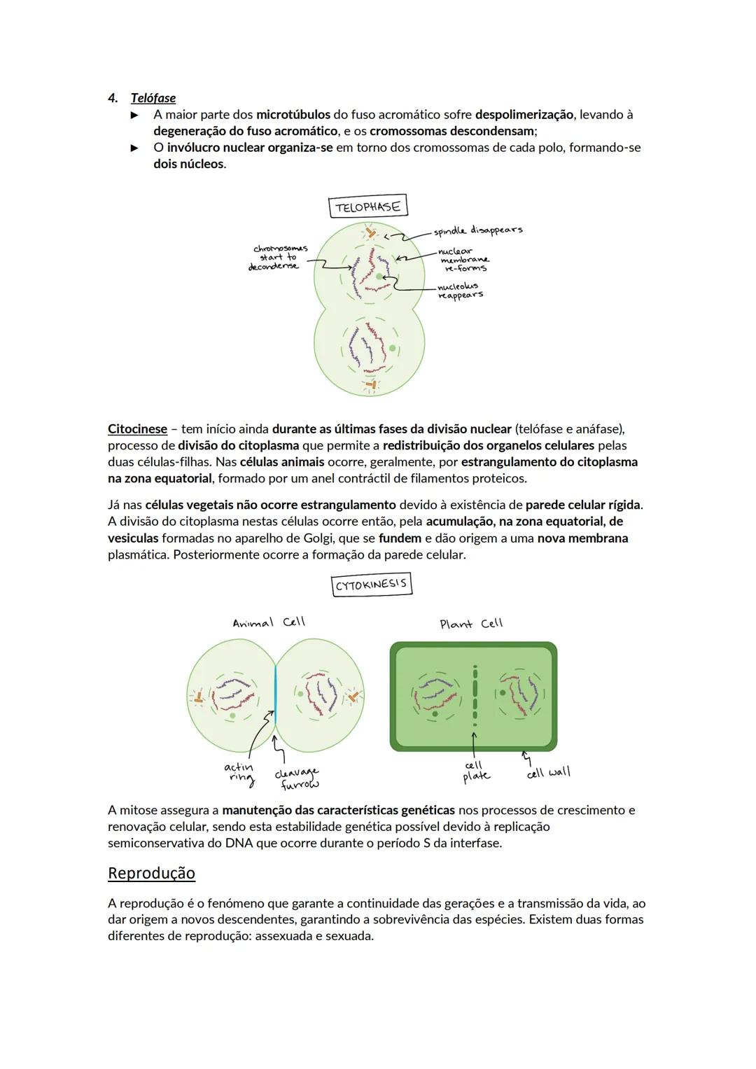 Crescimento e renovação celular
Os ácidos nucleicos são polímeros de nucleótidos. Existem dois tipos de ácidos nucleico, o DNA
e o RNA. Cada