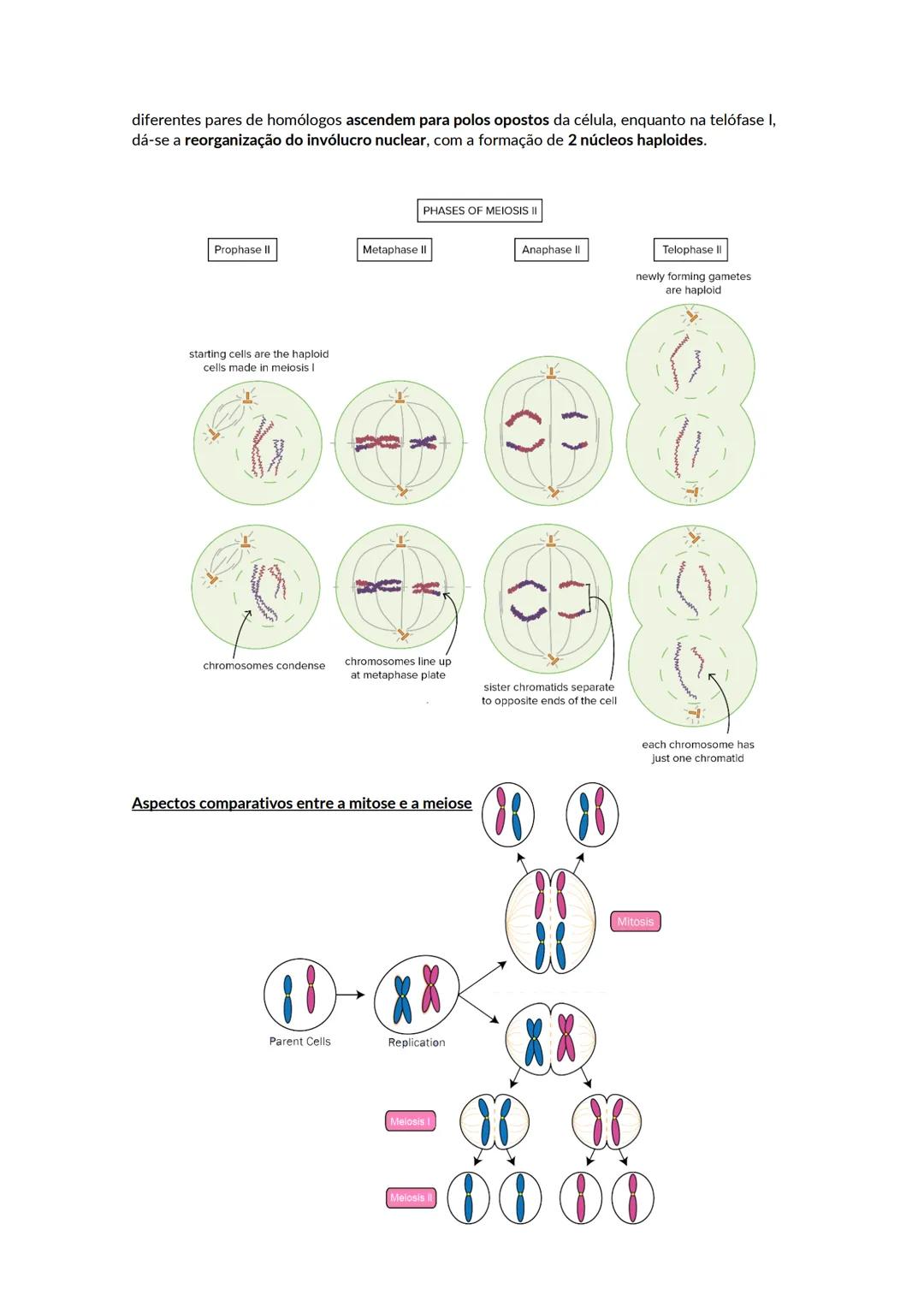 Crescimento e renovação celular
Os ácidos nucleicos são polímeros de nucleótidos. Existem dois tipos de ácidos nucleico, o DNA
e o RNA. Cada
