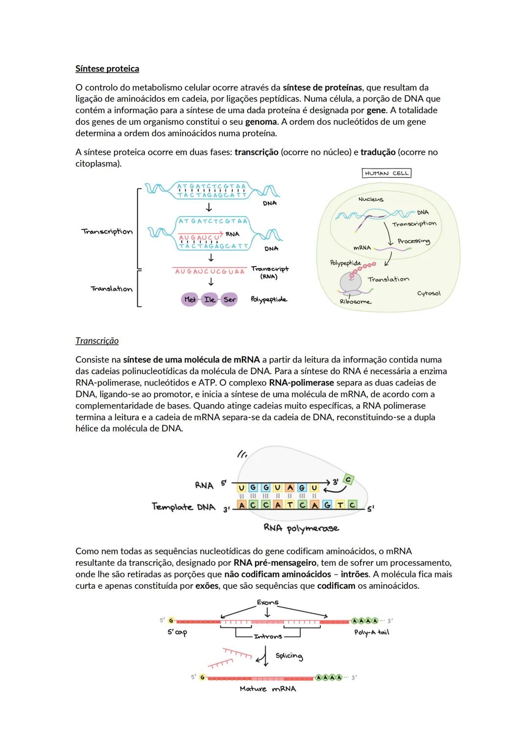 Crescimento e renovação celular
Os ácidos nucleicos são polímeros de nucleótidos. Existem dois tipos de ácidos nucleico, o DNA
e o RNA. Cada