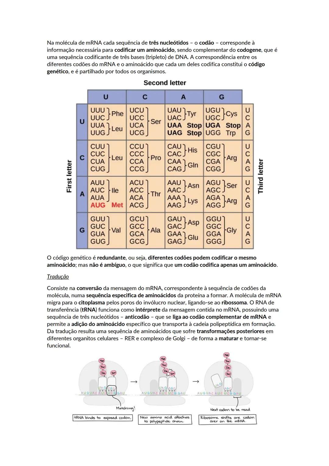 Crescimento e renovação celular
Os ácidos nucleicos são polímeros de nucleótidos. Existem dois tipos de ácidos nucleico, o DNA
e o RNA. Cada