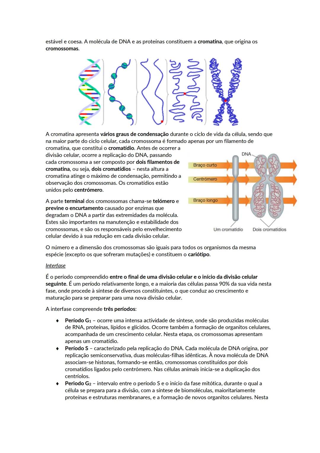 Crescimento e renovação celular
Os ácidos nucleicos são polímeros de nucleótidos. Existem dois tipos de ácidos nucleico, o DNA
e o RNA. Cada