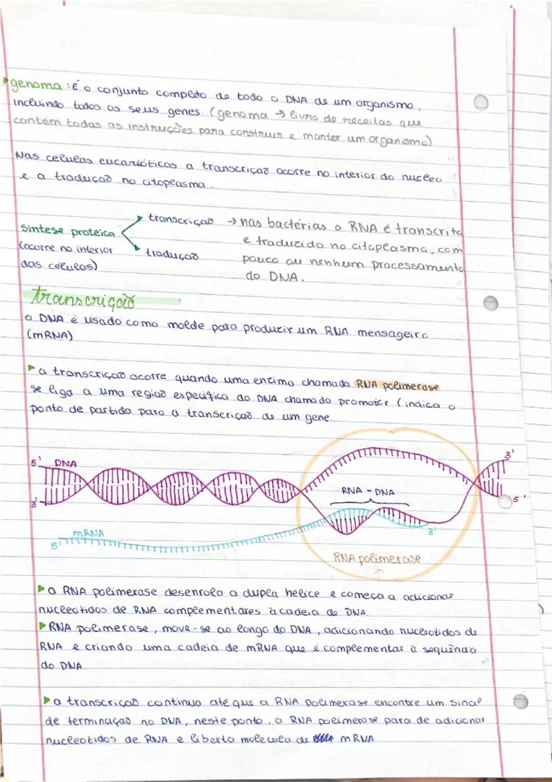 # base pirimidica

OH

OH

6

10

C

-P-O-C

0
H₂

3

OH

3'

0

0

5'

3

st

que

estc

exi

diq

CO

ge

no

0

a

0

d
A Formaçað de lig