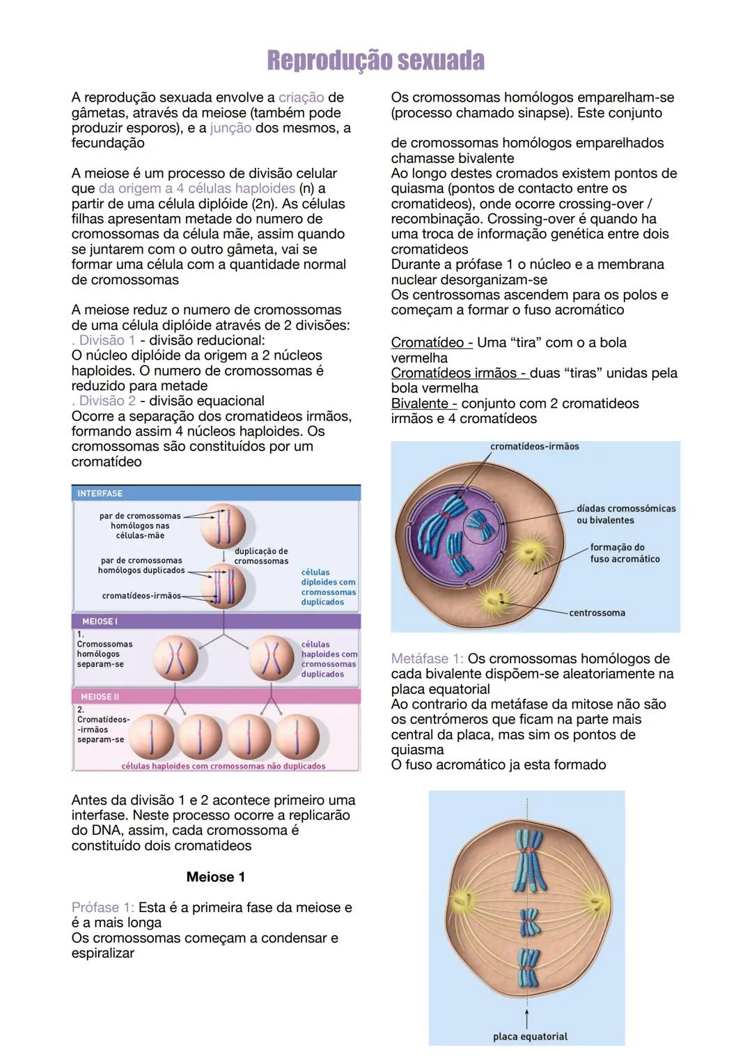# Reprodução sexuada

A reprodução sexuada envolve a criação de
gâmetas, através da meiose (também pode
produzir esporos), e a junção dos me