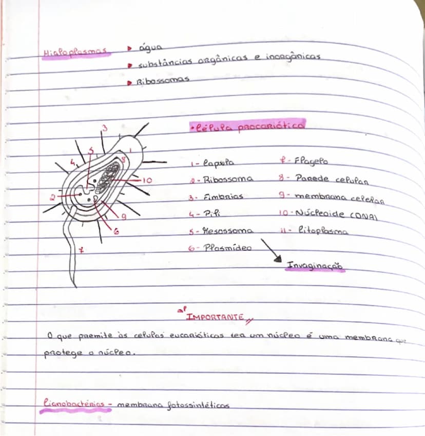 # Hipoplasmas
- água
- substâncias orgânicas e inorgânicas
- Ribossomas

# Célula procariótica
1 - Cápsula     7 - Flagelo
2 - Ribossoma   8