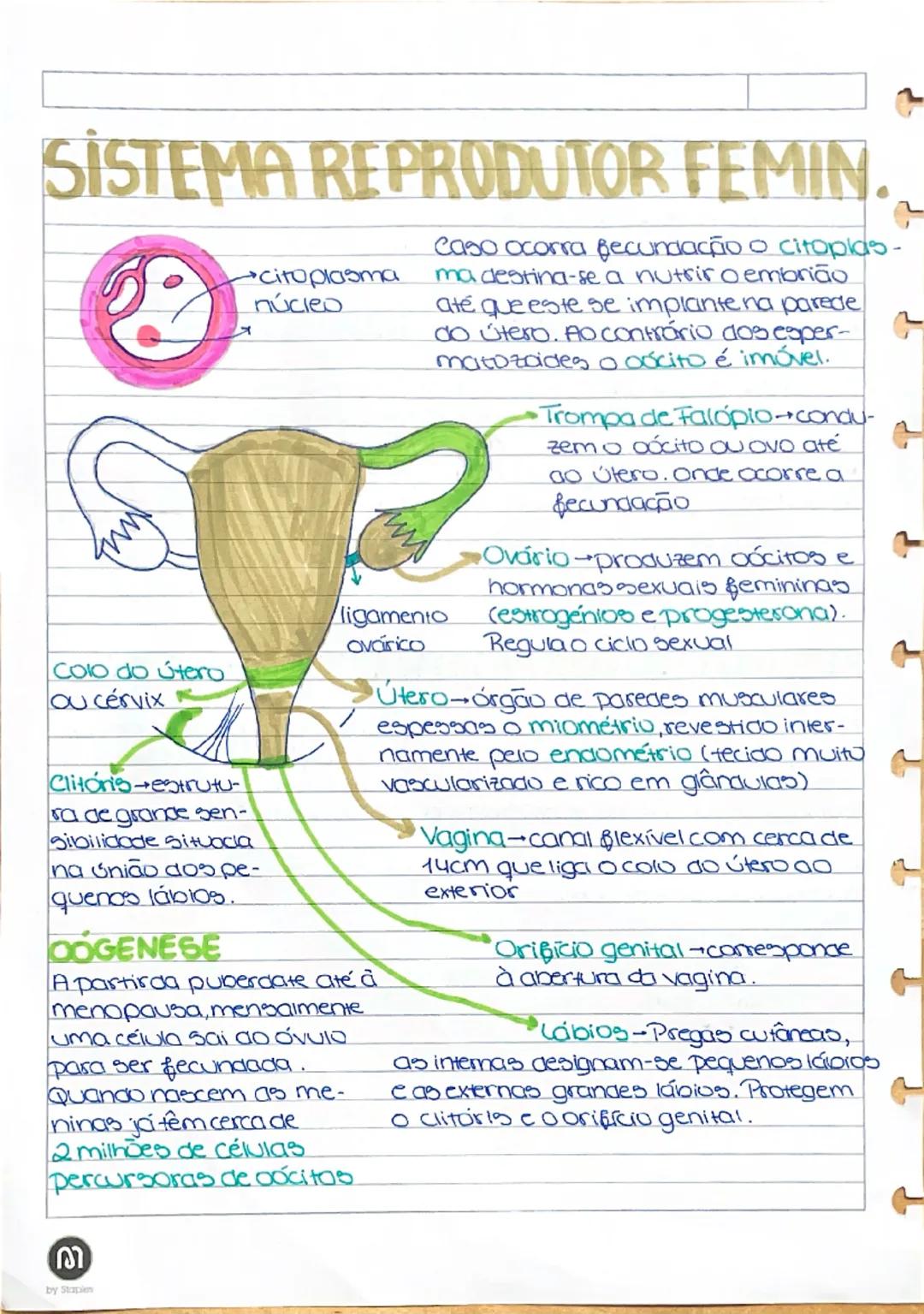 SISTEMA REPRODUTOR FEMIN

Colo do útero
ou cervix

Clitoris-estrutura
de grande sen-
sibilidade situada
na união dos pe-
quenos lábios.

DOG