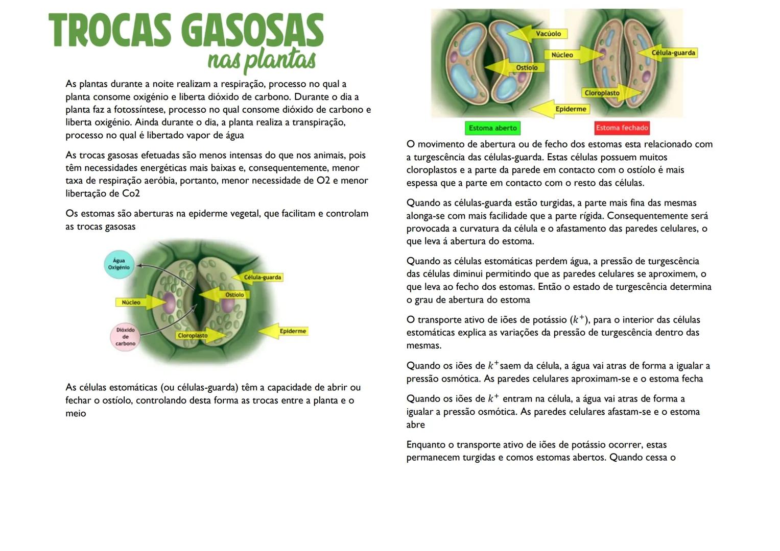 # TROCAS GASOSAS
# nas plantas
As plantas durante a noite realizam a respiração, processo no qual a
planta consome oxigénio e liberta dióxid