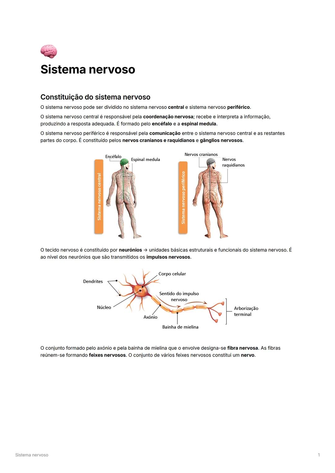 O Sistema Nervoso - Guia para o 9º Ano