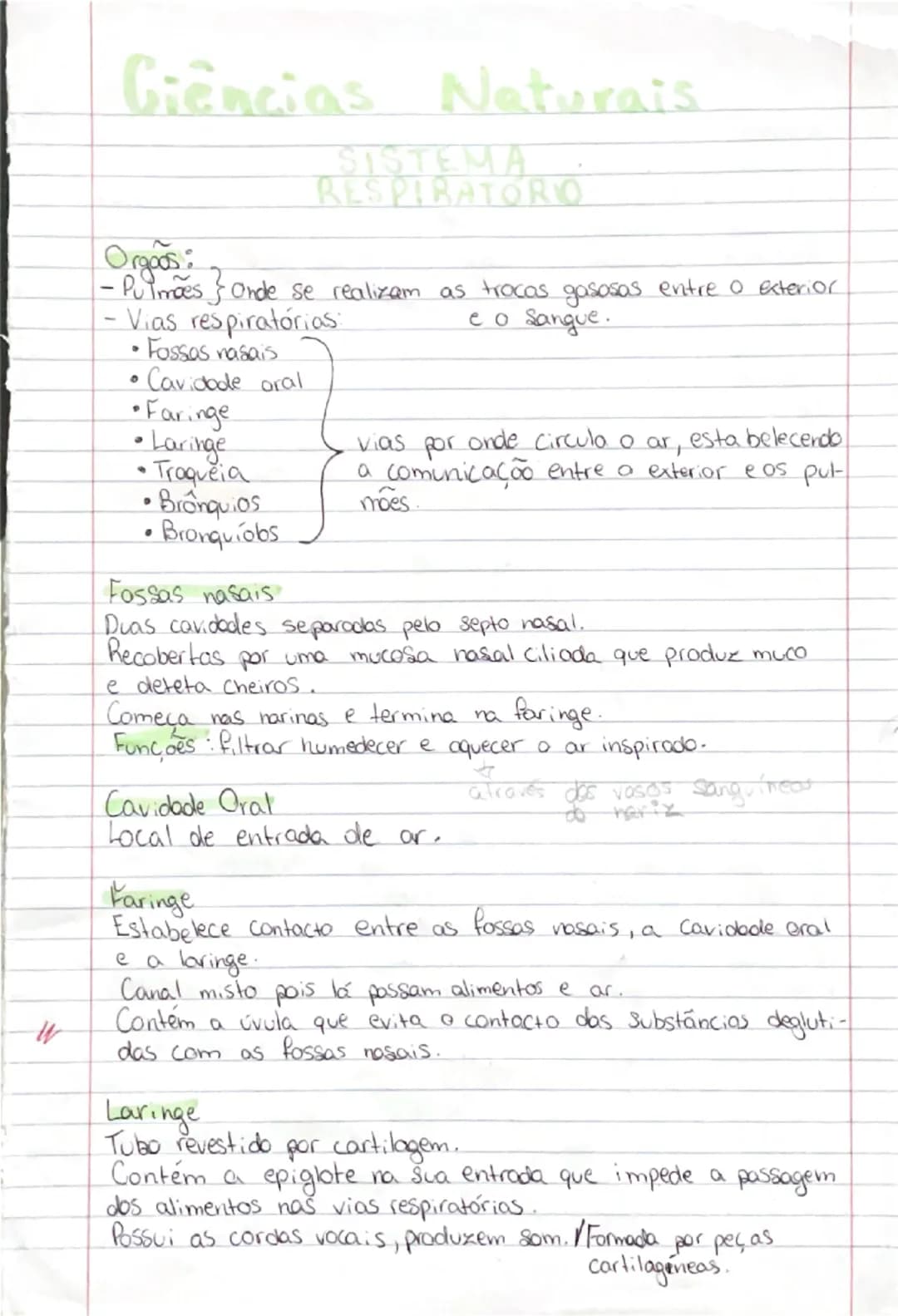 # Ciências Naturais

# SISTEMA
RESPIRATÓRIO

- **Orgãos:**
- **Pulmões:** onde se realizam as trocas gasosas entre o exterior
- **Vias respi