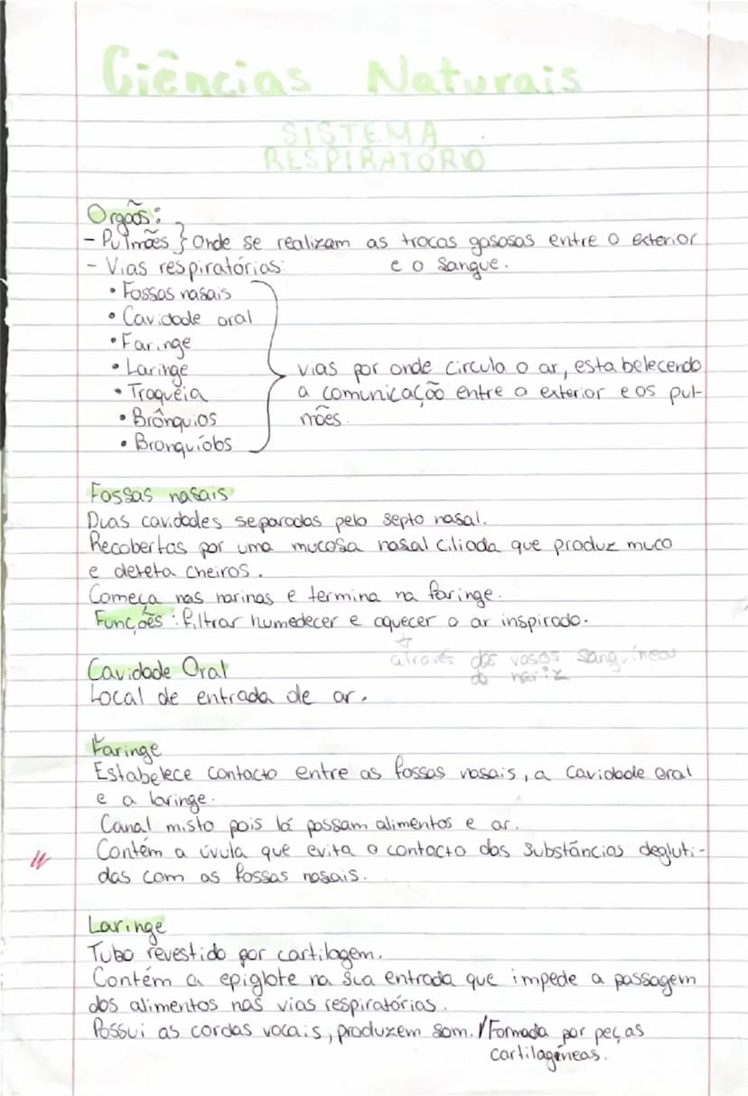 # Ciências Naturais

# SISTEMA
RESPIRATÓRIO

- **Orgãos:**
- **Pulmões:** onde se realizam as trocas gasosas entre o exterior
- **Vias respi