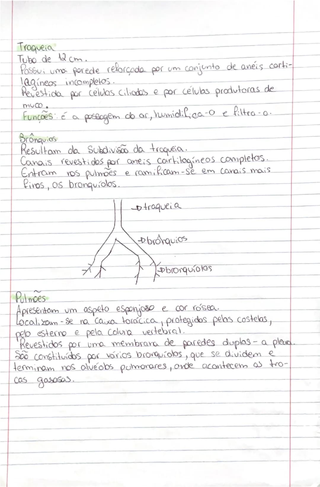 # Ciências Naturais

# SISTEMA
RESPIRATÓRIO

- **Orgãos:**
- **Pulmões:** onde se realizam as trocas gasosas entre o exterior
- **Vias respi