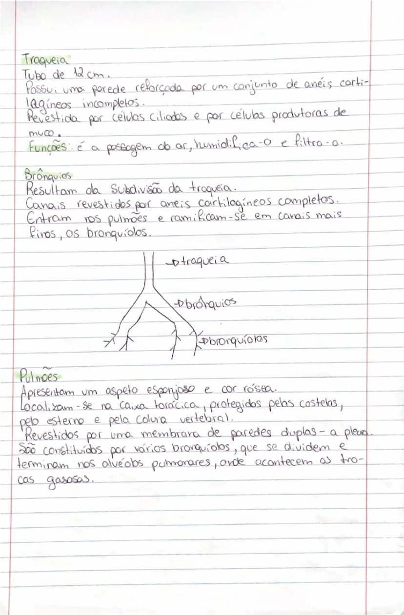 # Ciências Naturais

# SISTEMA
RESPIRATÓRIO

- **Orgãos:**
- **Pulmões:** onde se realizam as trocas gasosas entre o exterior
- **Vias respi