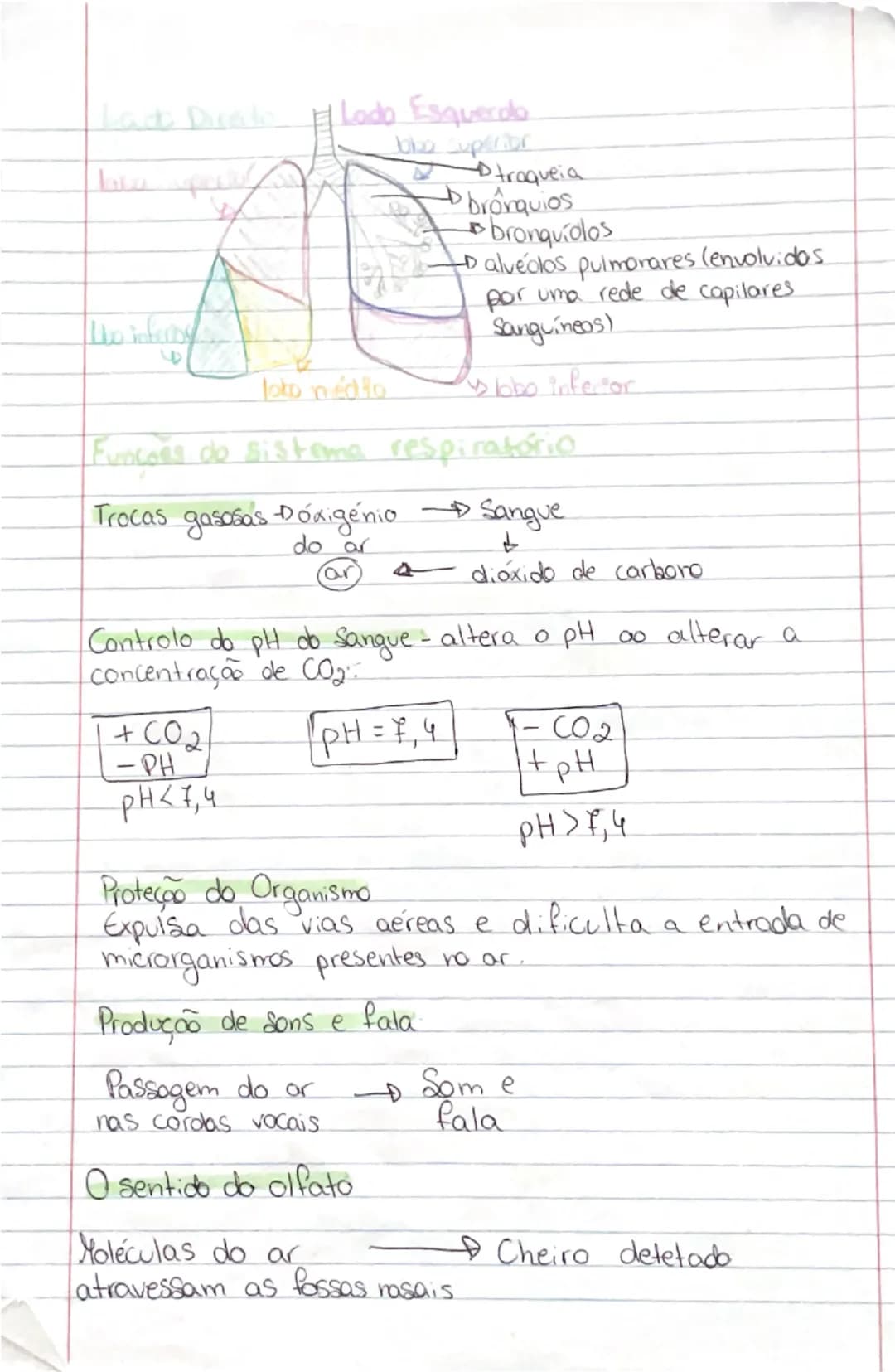 # Ciências Naturais

# SISTEMA
RESPIRATÓRIO

- **Orgãos:**
- **Pulmões:** onde se realizam as trocas gasosas entre o exterior
- **Vias respi