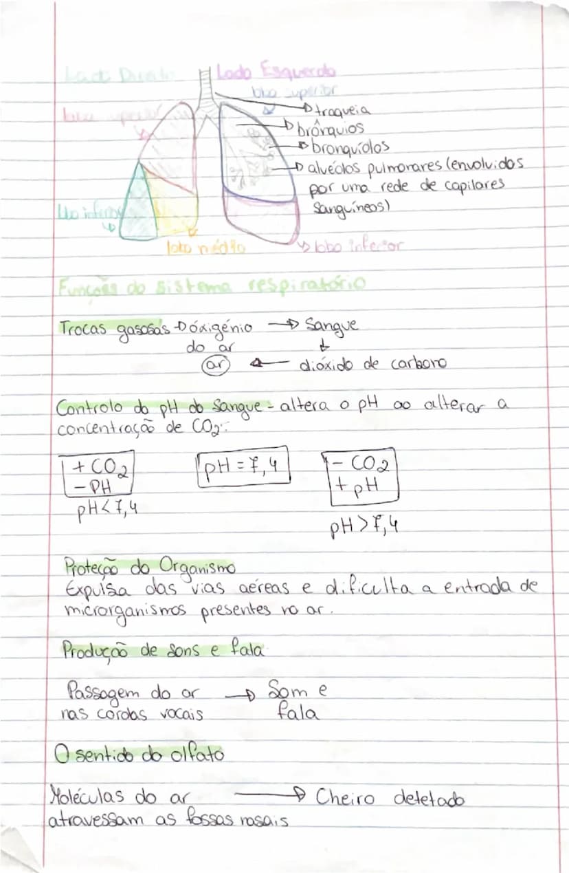 # Ciências Naturais

# SISTEMA
RESPIRATÓRIO

- **Orgãos:**
- **Pulmões:** onde se realizam as trocas gasosas entre o exterior
- **Vias respi