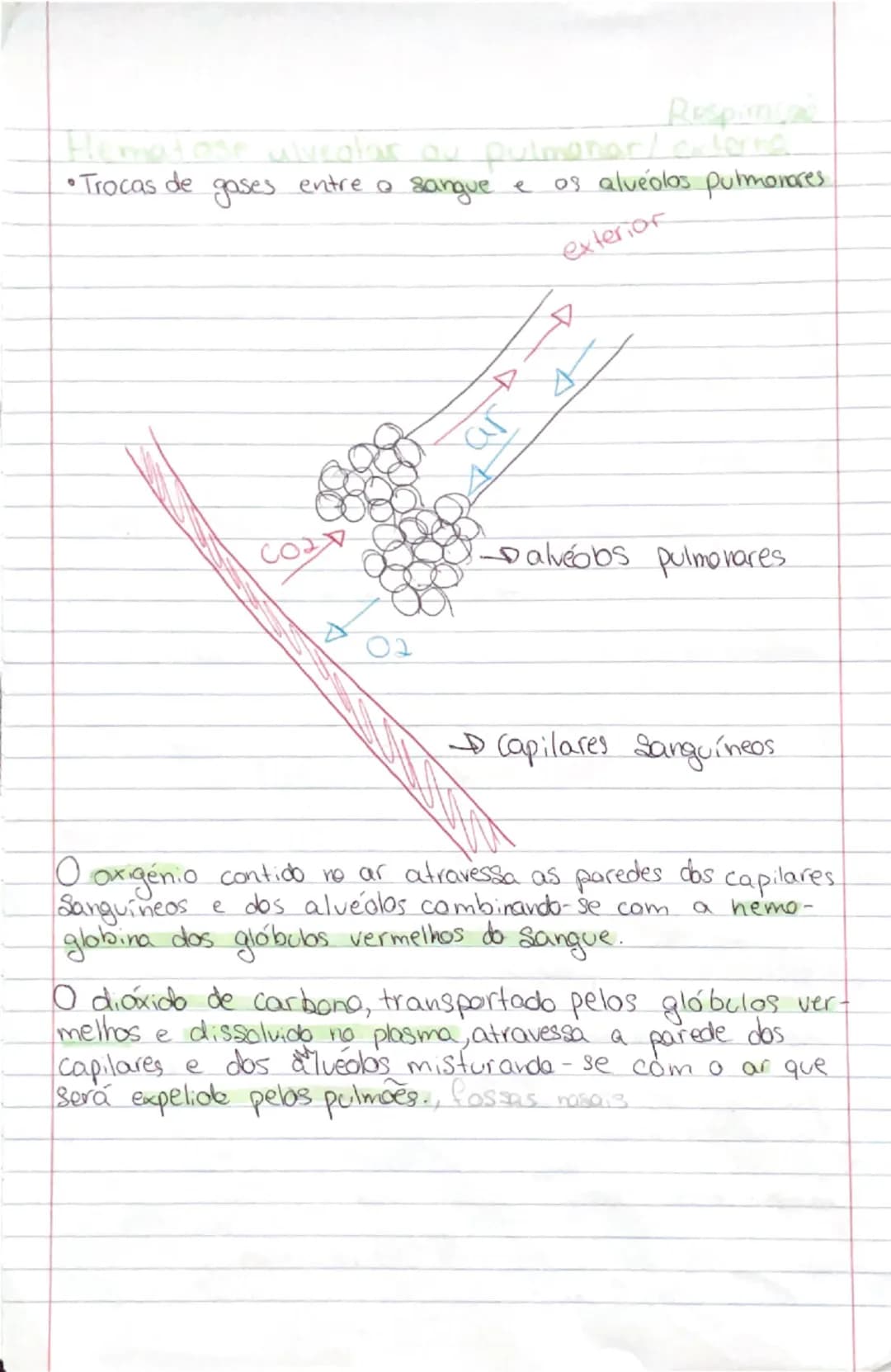 # Ciências Naturais

# SISTEMA
RESPIRATÓRIO

- **Orgãos:**
- **Pulmões:** onde se realizam as trocas gasosas entre o exterior
- **Vias respi