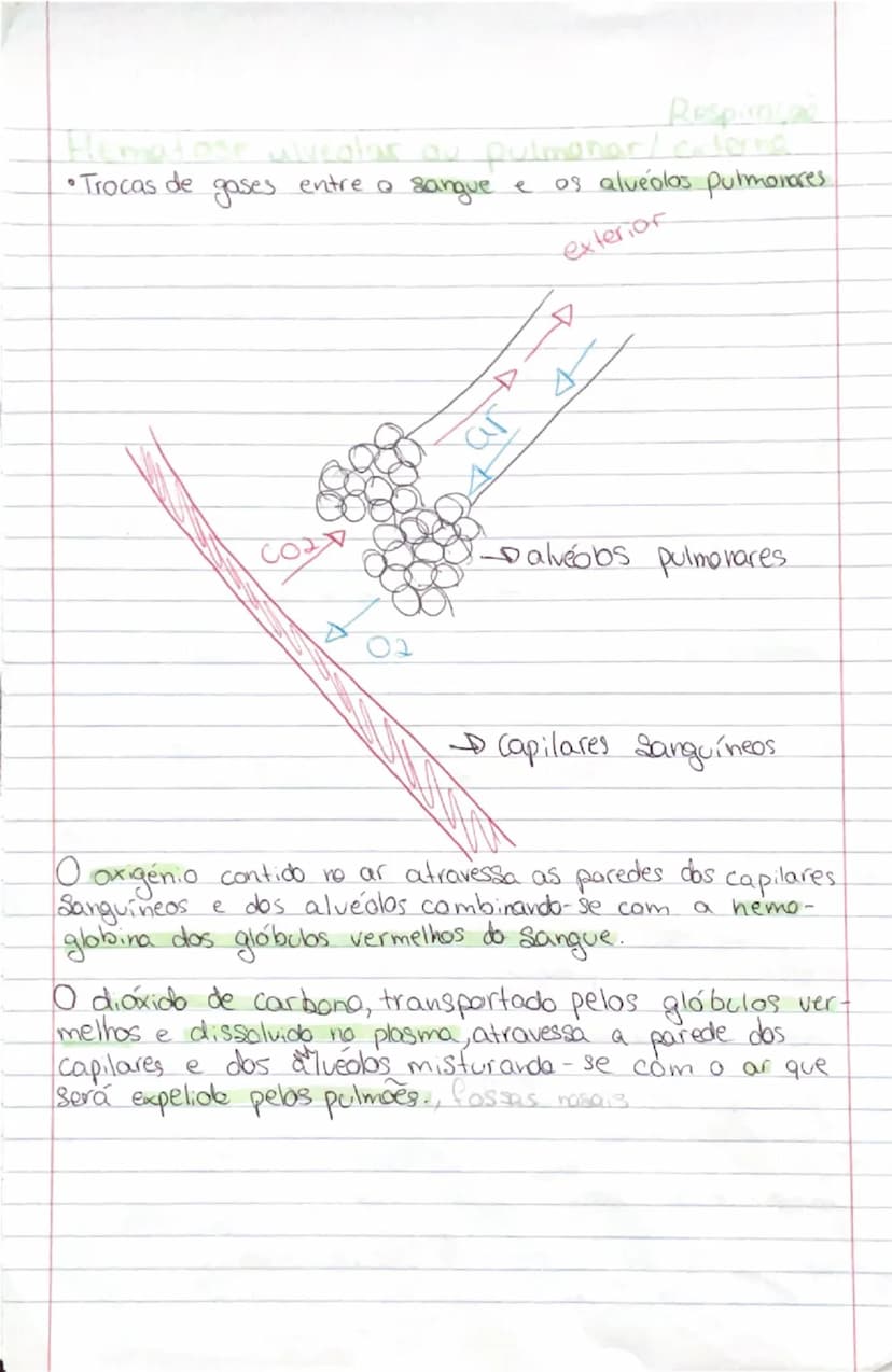 # Ciências Naturais

# SISTEMA
RESPIRATÓRIO

- **Orgãos:**
- **Pulmões:** onde se realizam as trocas gasosas entre o exterior
- **Vias respi