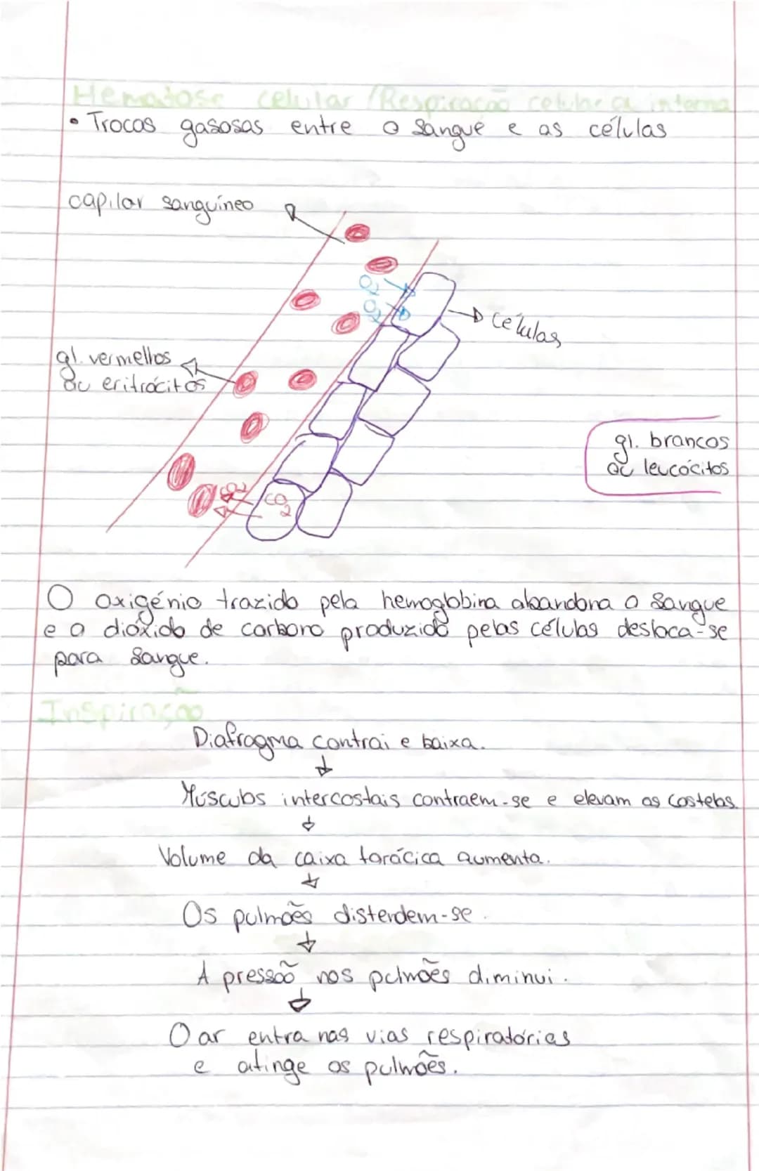 # Ciências Naturais

# SISTEMA
RESPIRATÓRIO

- **Orgãos:**
- **Pulmões:** onde se realizam as trocas gasosas entre o exterior
- **Vias respi
