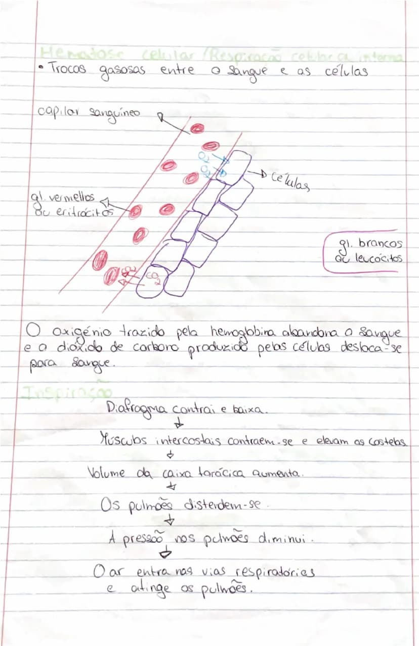 # Ciências Naturais

# SISTEMA
RESPIRATÓRIO

- **Orgãos:**
- **Pulmões:** onde se realizam as trocas gasosas entre o exterior
- **Vias respi