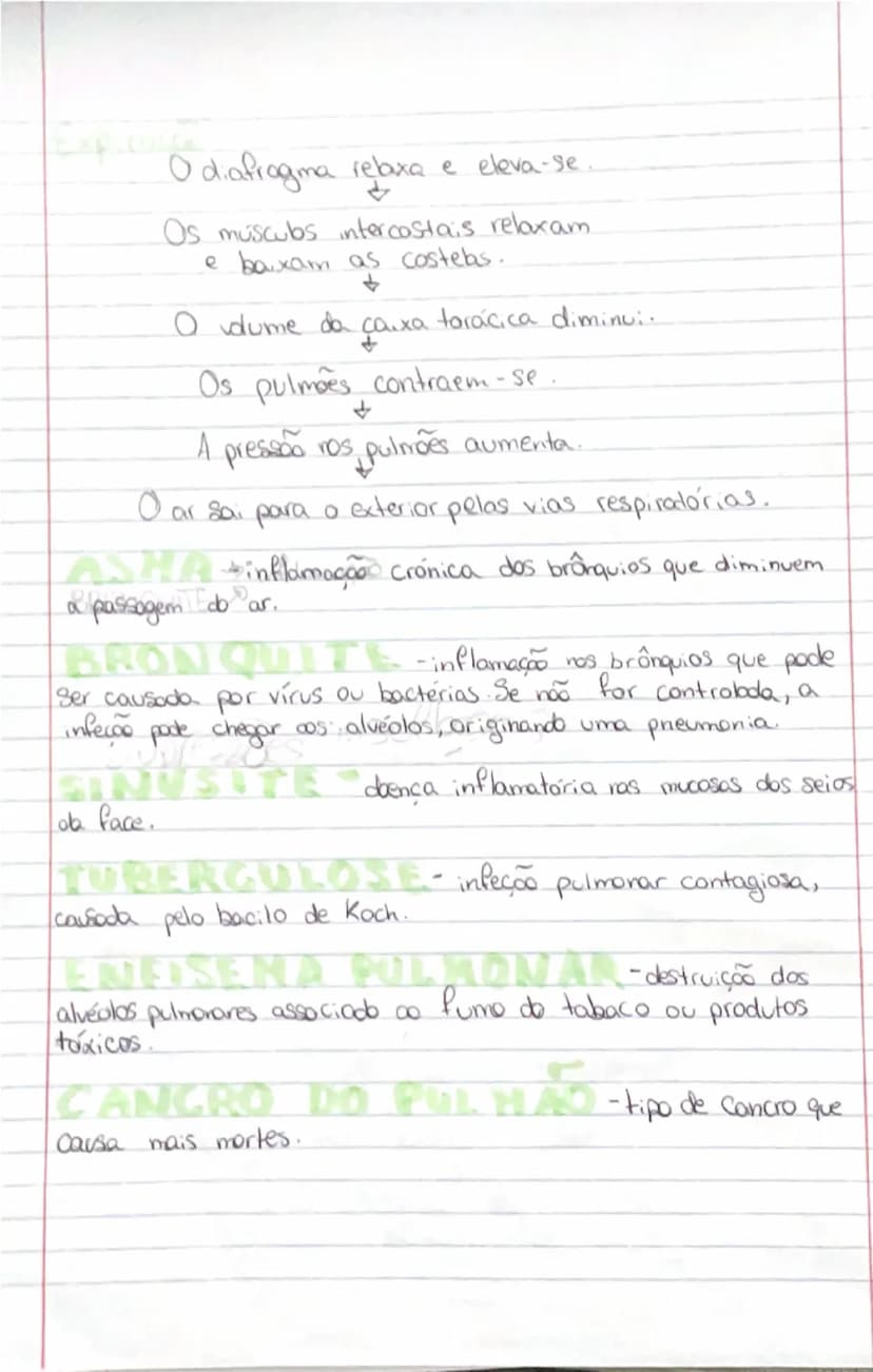 # Ciências Naturais

# SISTEMA
RESPIRATÓRIO

- **Orgãos:**
- **Pulmões:** onde se realizam as trocas gasosas entre o exterior
- **Vias respi