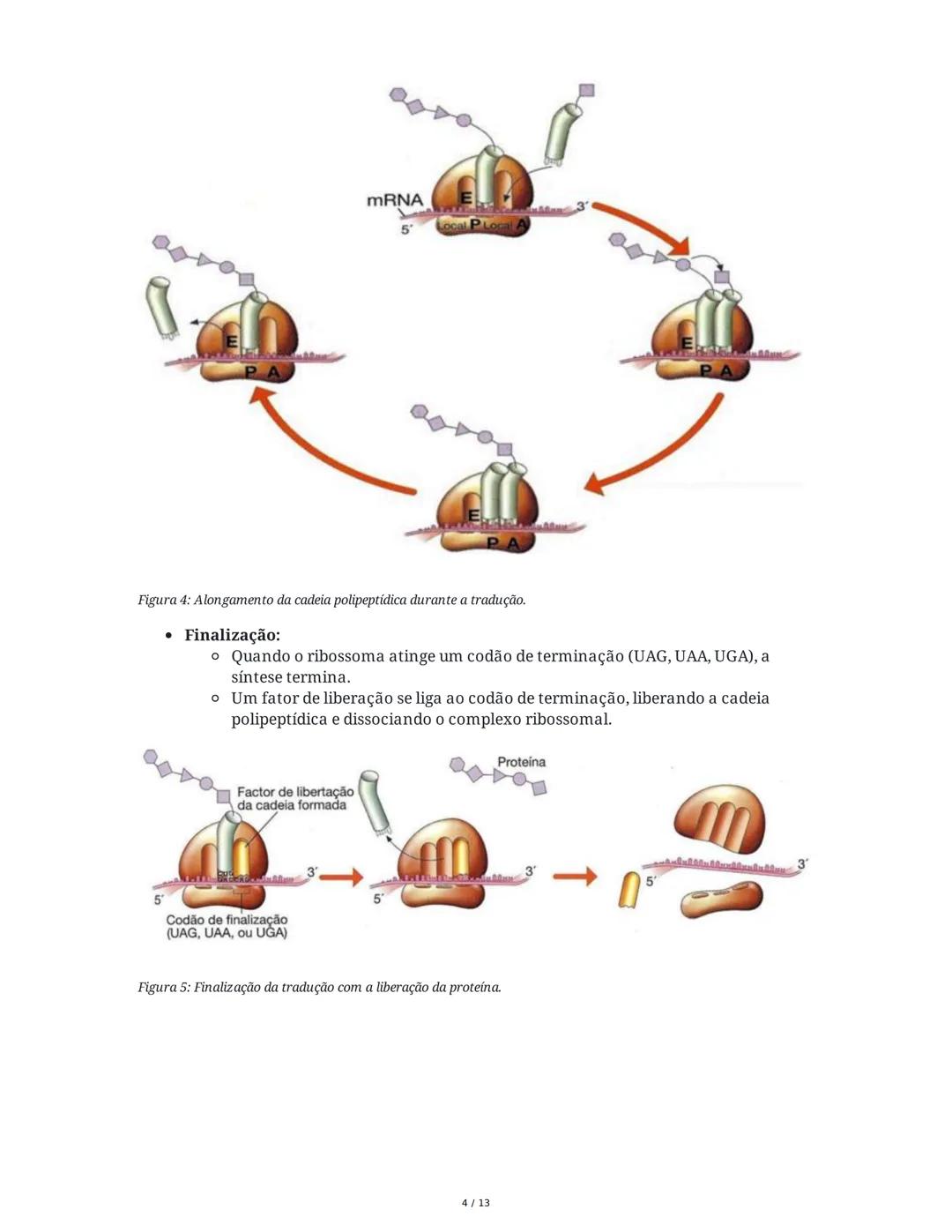 1. Código Genético
Síntese Proteica
Os ácidos nucleicos são compostos por quatro nucleótidos diferentes, enquanto na
natureza existem 20 ami