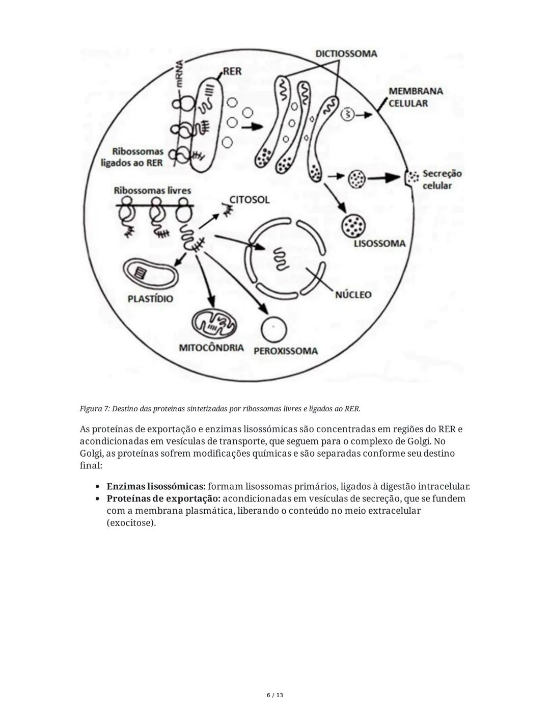 1. Código Genético
Síntese Proteica
Os ácidos nucleicos são compostos por quatro nucleótidos diferentes, enquanto na
natureza existem 20 ami