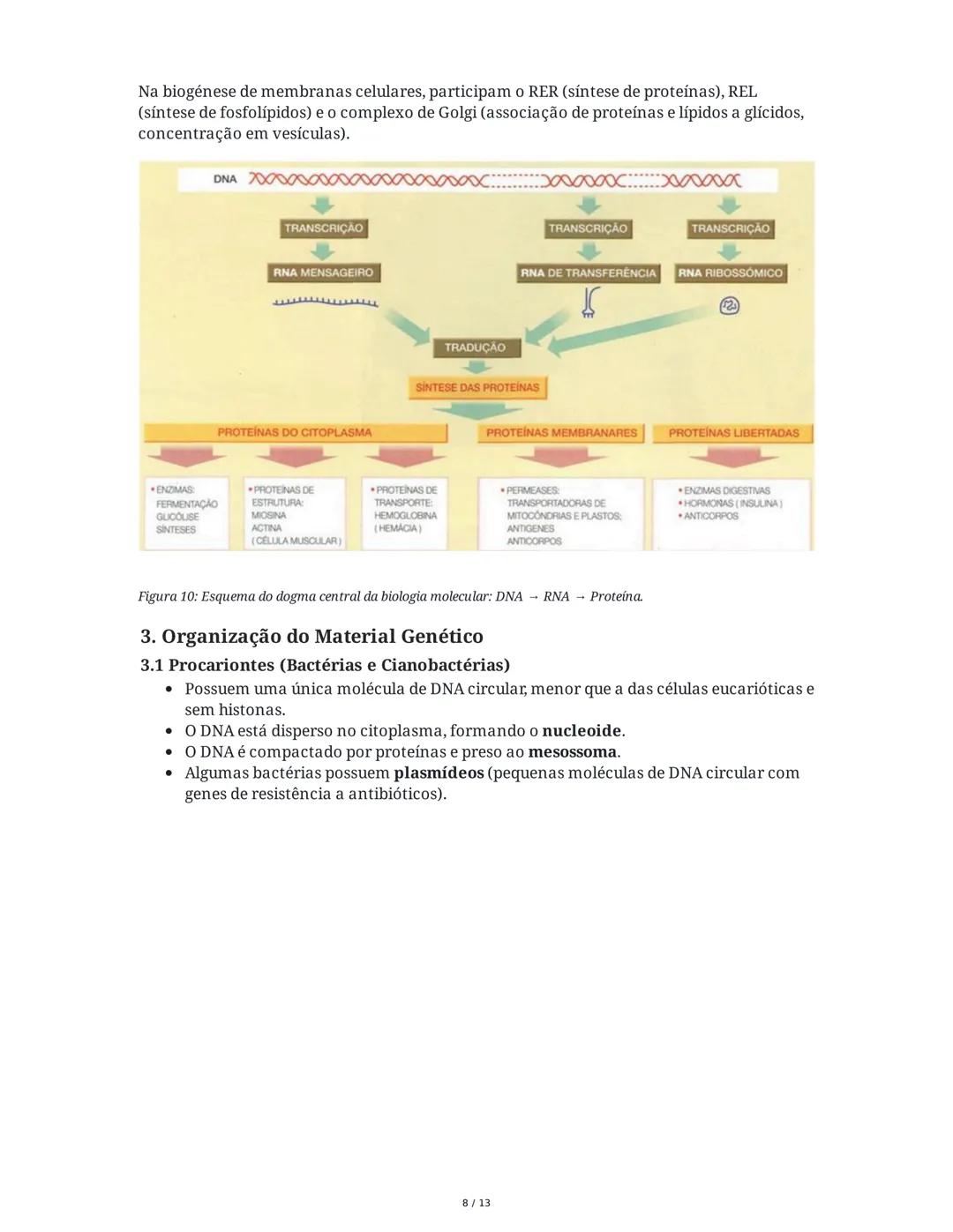 1. Código Genético
Síntese Proteica
Os ácidos nucleicos são compostos por quatro nucleótidos diferentes, enquanto na
natureza existem 20 ami