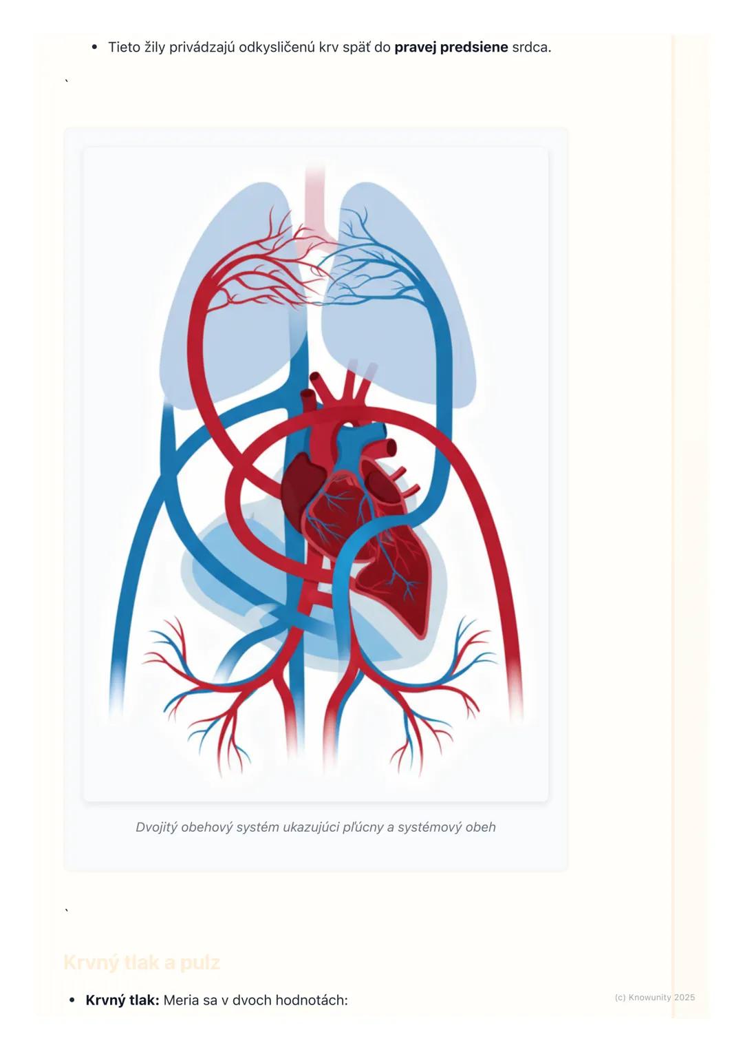 # Obehová sústava

## 1. Prehľad obehovej sústavy

Obehová sústava je pre naše telo úplne kľúčová. Predstav si ju ako takú
diaľničnú sieť, k