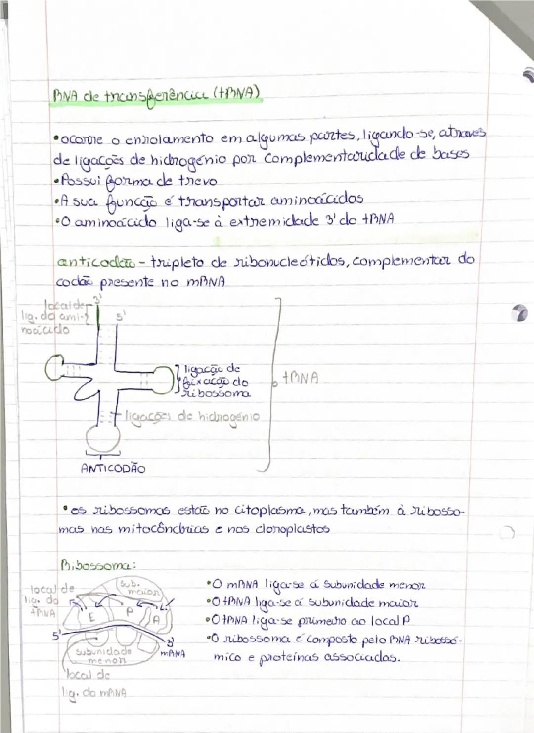 Ácidos Nucleicos/formados por nuckotidos).

•DIVA-ácido desoxiribonucleico
•BNA-ácido ribonucleico


P
base nitrogenada
4 Peristosd c
• as f