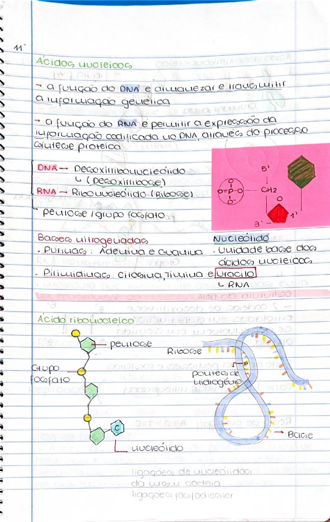 Os Ácidos Nucleicos no 11º Ano – Biologia Simples e Clara