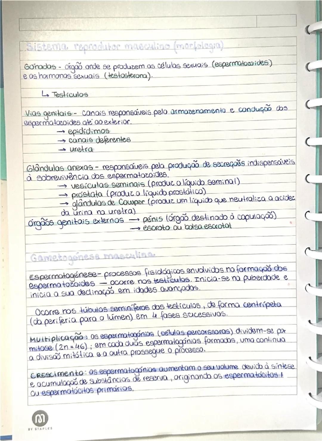 Sistema reprodutor masculino (morfologia)

Gonadas - órgão onde se produzem as células sexuais (espermatozoides)
e as hormonas sexuais (test